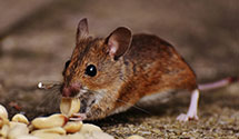 24 Hour & Emergency Exterminators in Schnecksville, PA